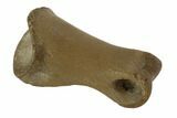 Small Theropod Toe Bone - Hell Creek Formation, Montana #97388-1